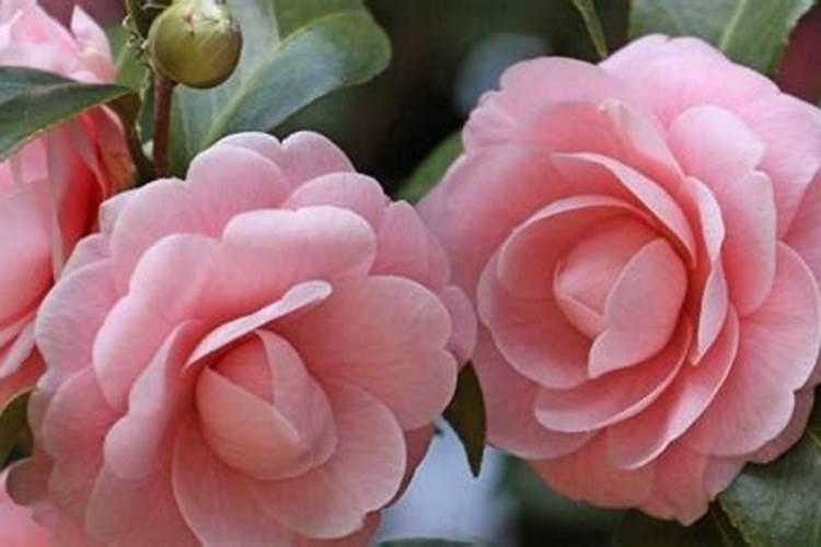 新买茶花换盆后叶子卷了是什么原因
