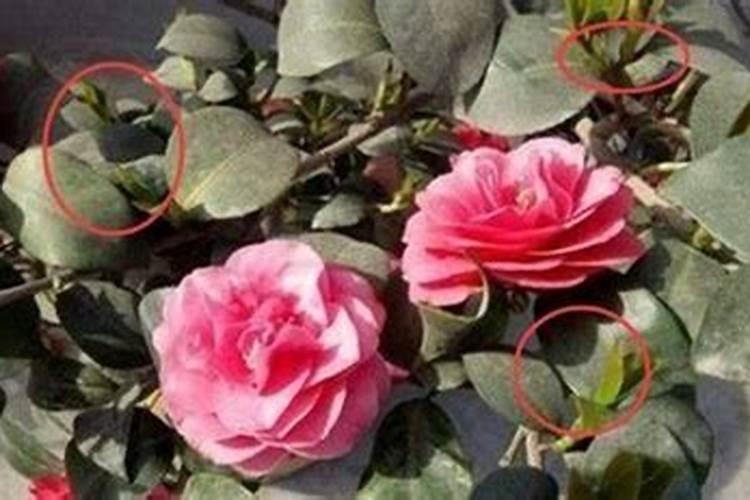 茶花换盆后什么时候施肥最好,茶花换盆之后多久施肥施什么肥