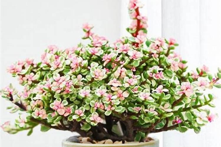 金枝玉叶用什么肥料最好