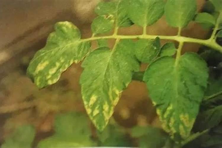 2299硝酸磷钾肥适合什么植物？