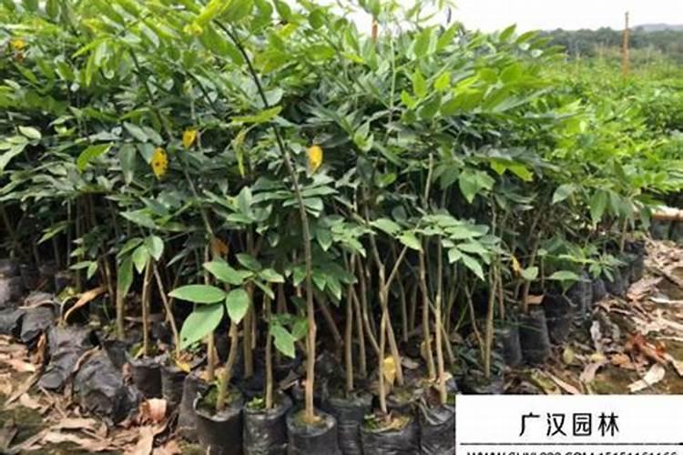 在果树上如何施用钙肥