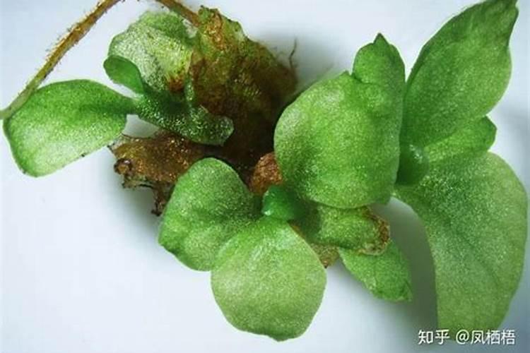 兰花换盆后多久可以施肥