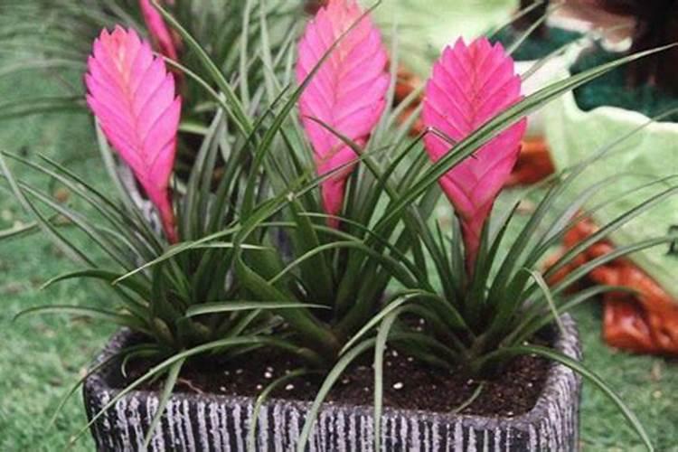 铁兰花家庭养殖方法(铁兰的养植方法)