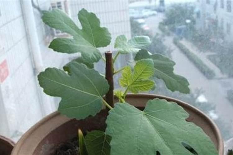怎样运用合适方法把鱼蛋白过滤出来