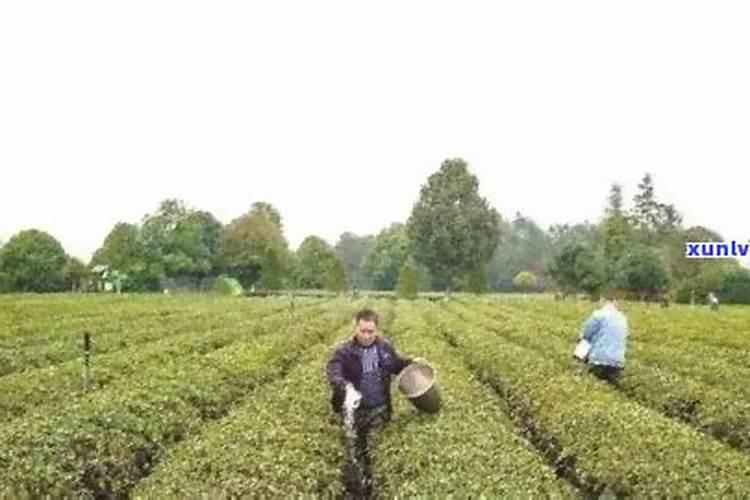 一亩茶叶需要多少肥料？