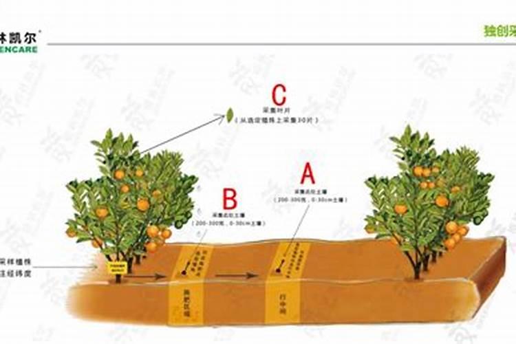 柑橘施肥时期和方法 附肥害症状