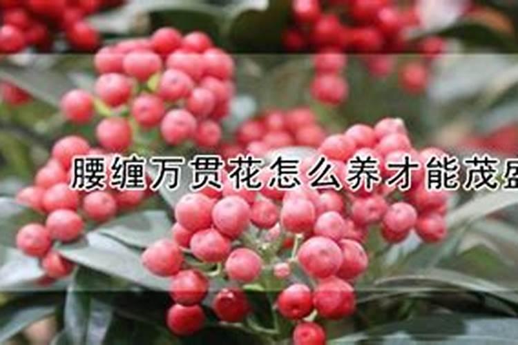 腰缠万贯一年开几次花