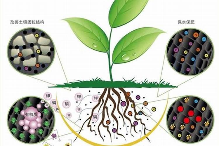 氮元素在植物生长过程中的作用是什么？