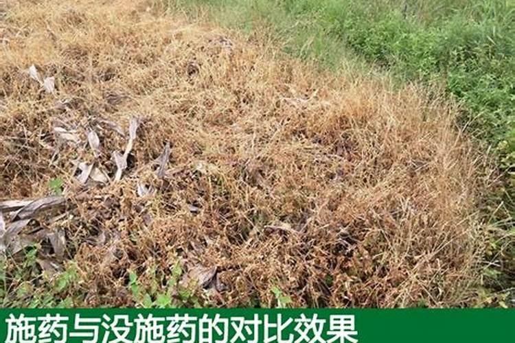 草莓田除草可以用草铵磷吗？