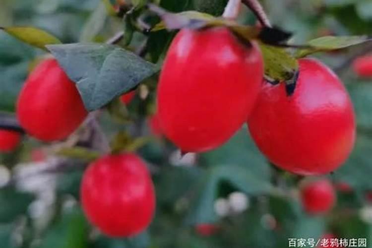 硫酸钾复合肥撒施在土里二个月了为什么难溶解
