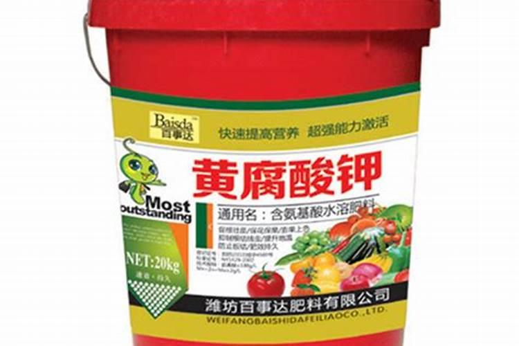 月季有哪些品种？