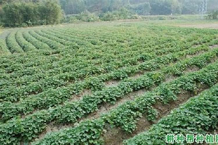 种红薯如何使用钾肥