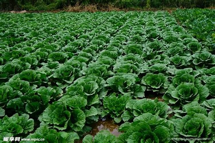 大白菜如何施用钾肥,大白菜施用钾肥方法