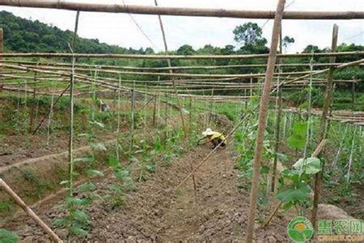 丝瓜放什么肥料才能开花结果