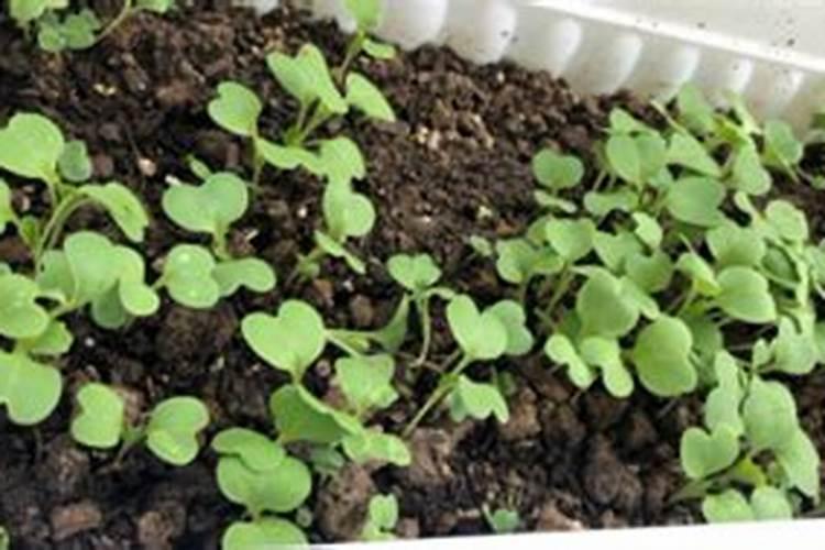 蔬菜苗期用什么肥料