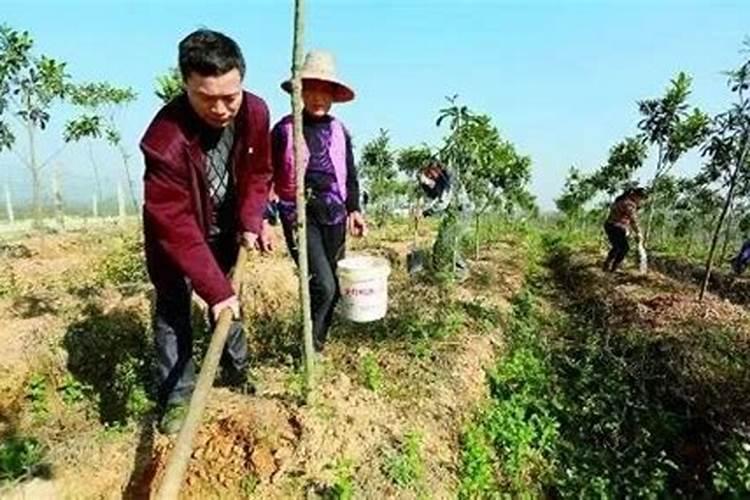 绿宝叶子发蔫怎么回事,四个解决方法让叶子恢复正常