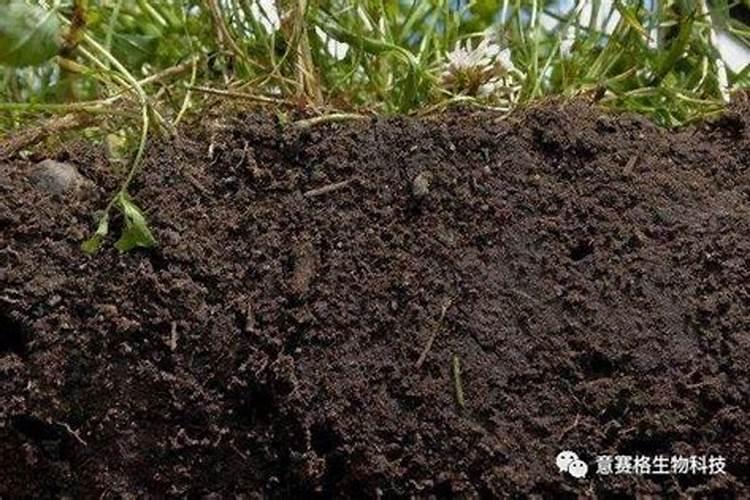 如何使用微量元素及钙肥促进保果？