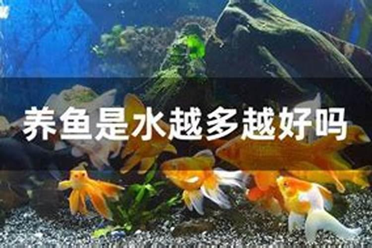 洋葱什么时候种植最好
