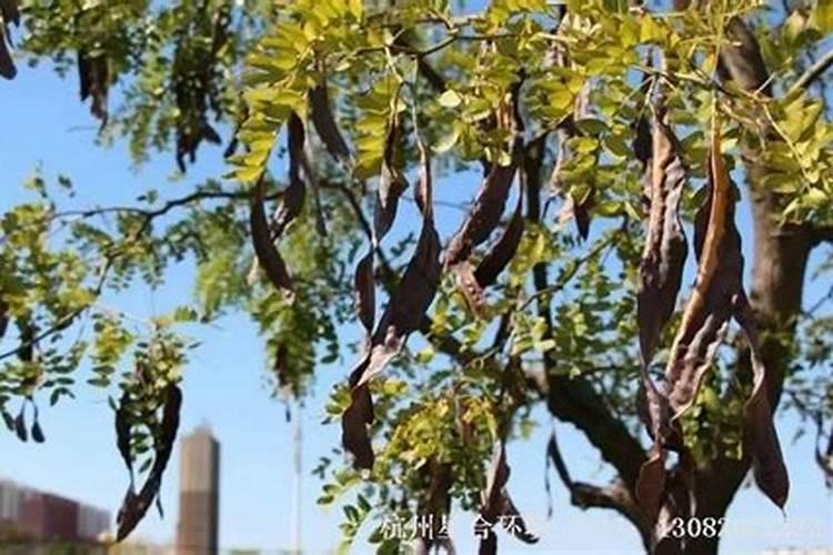 皂角树怎样种植