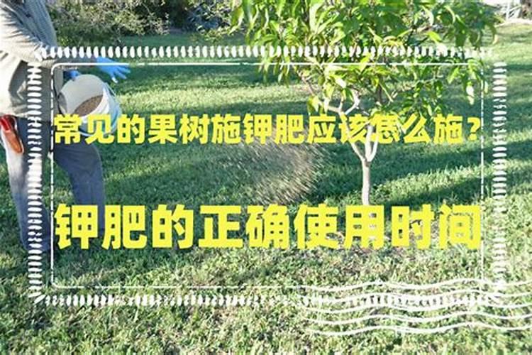 南丰蜜桔什么时候下钾肥好？