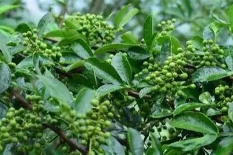 玉米几叶能用芸苔素,芸苔素多久喷一次