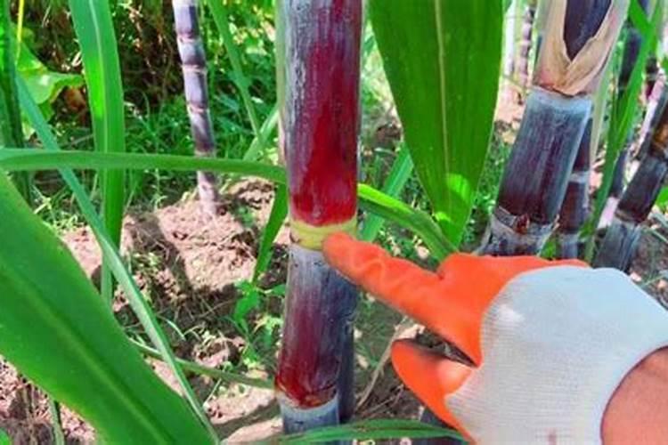 甘蔗种植技术,适种于冬夏温差大的地方