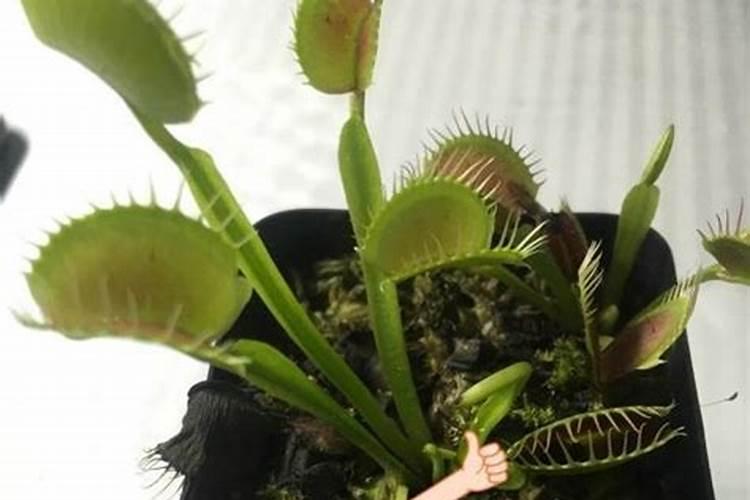 捕蝇草用什么肥料