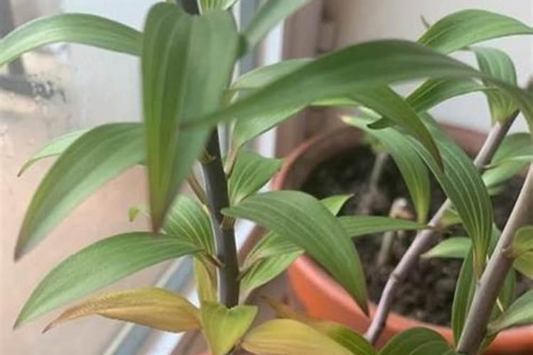 百合花水养叶子发黄怎么办