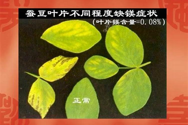 葱要施什么肥料才长得好
