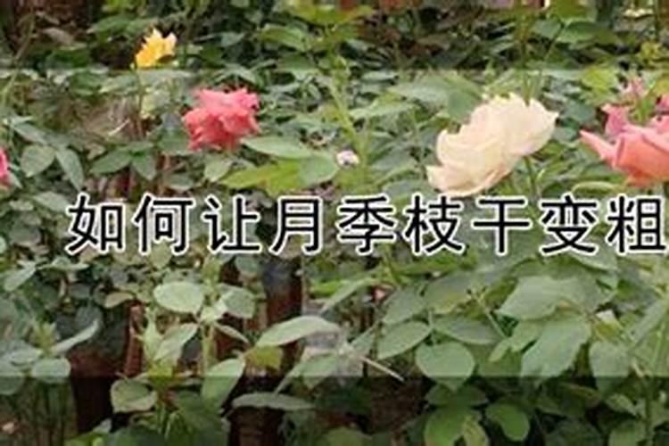 如何让月季枝干变粗