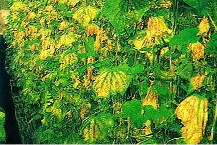 柑橘缺镁症防治方法