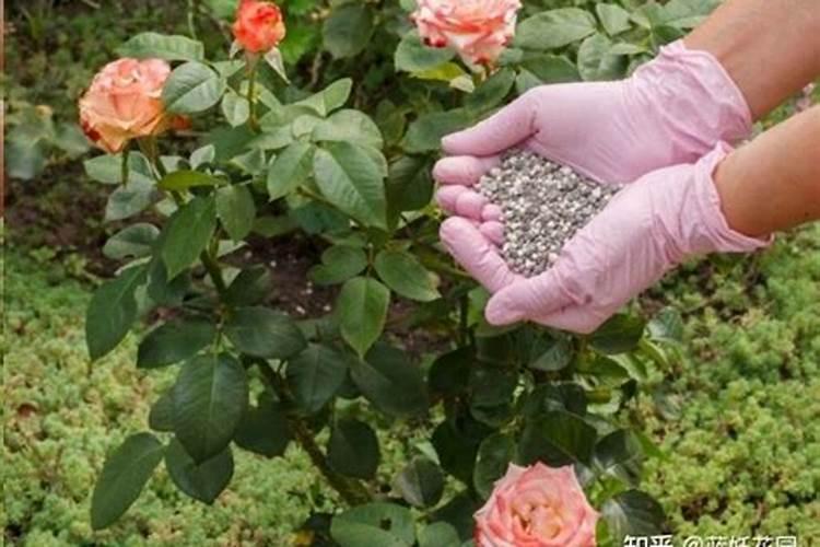 月季花可以用磷酸二氢钾肥吗(盆栽月季施什么肥最好)