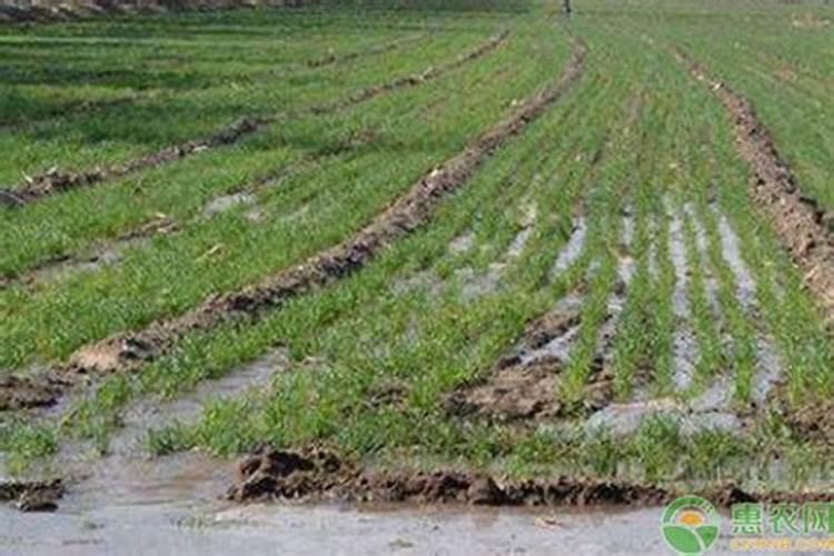 小麦冬灌能上化肥吗 施肥要注意什么