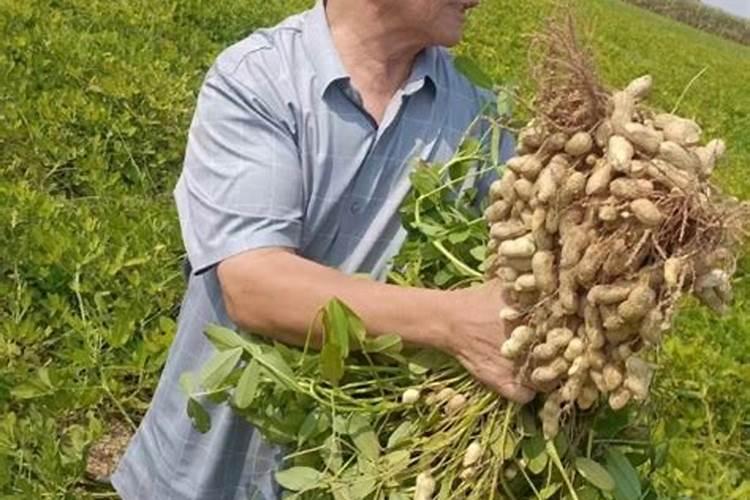 硼肥的最佳使用时期,属于什么肥料,有什么作用