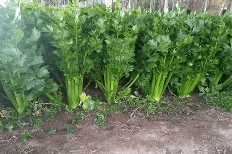 芹菜的施肥如何掌握？