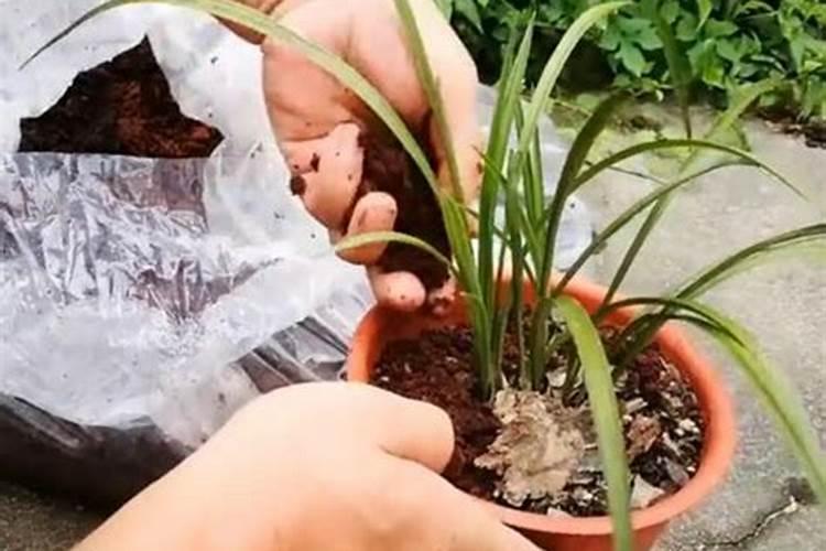 兰花用什么肥料最好？