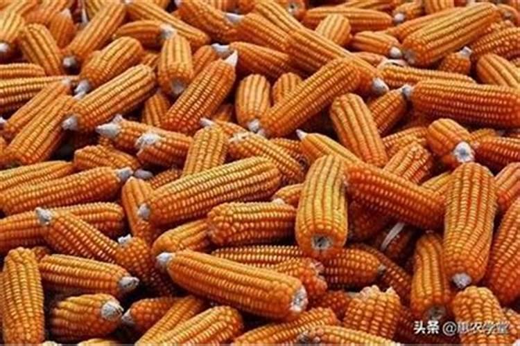 玉米专用叶面肥什么牌子好