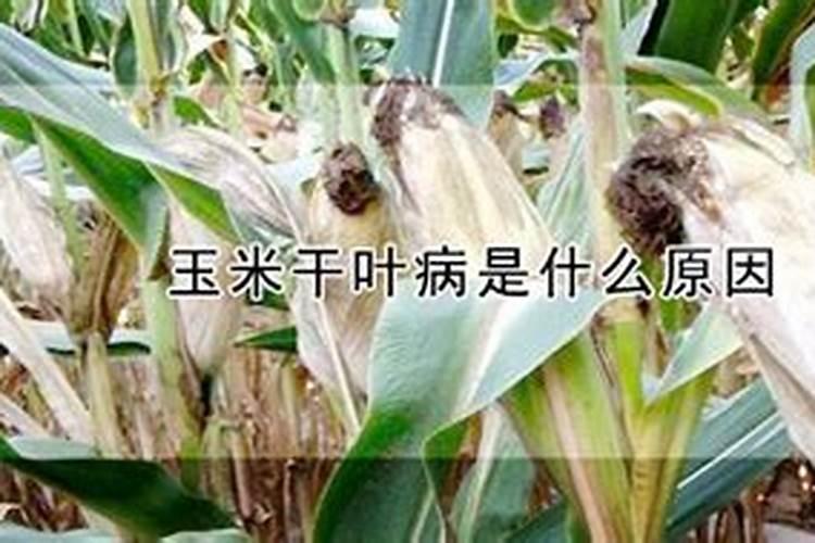 玉米专用叶面肥什么牌子好