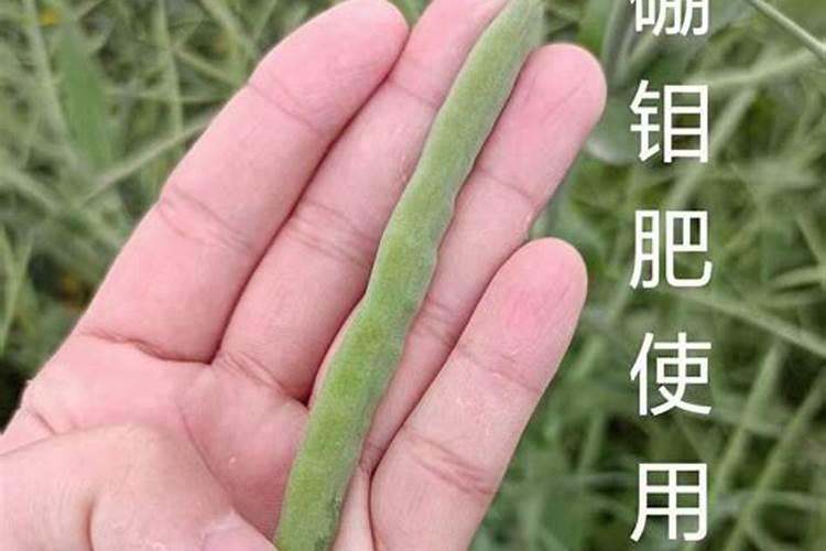 葡萄花后芸苔素内酯使用方法