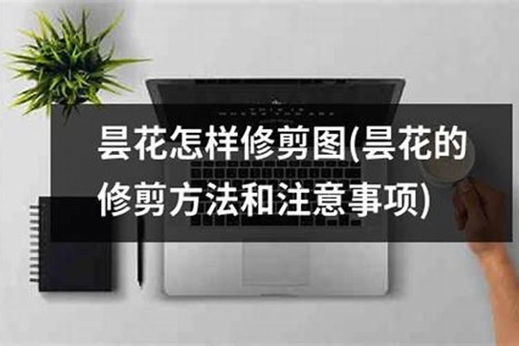 昙花施什么肥最好