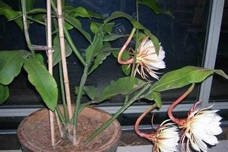 昙花施肥用什么肥料,长花蕾的时候可以施肥吗