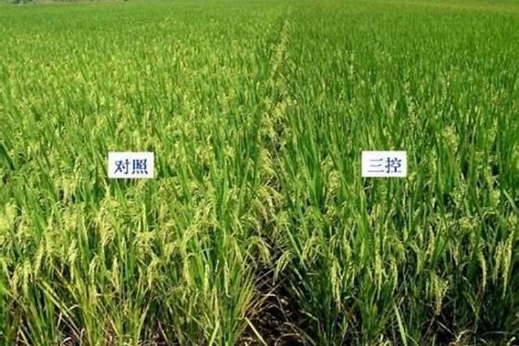 当西红柿出现干裂时应该怎样处理？