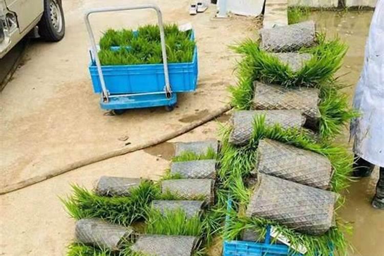 水稻秧苗什么时候施首次肥比较好？