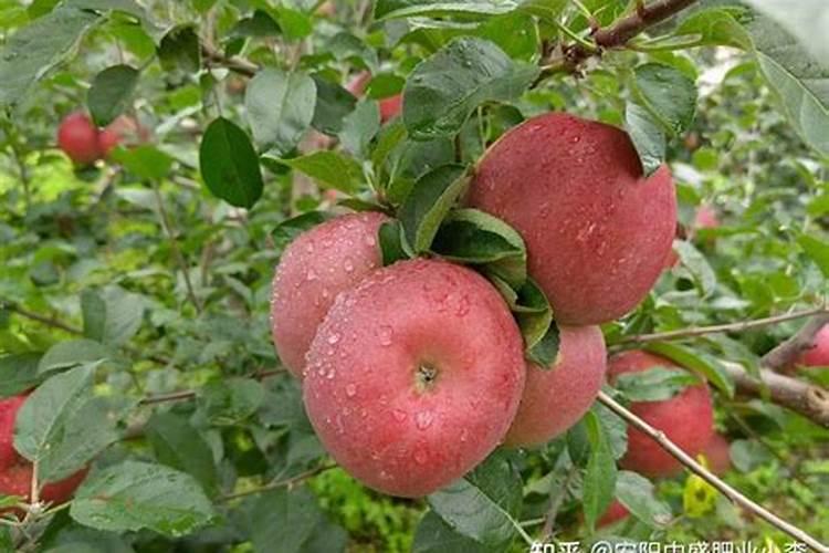 苹果用什么肥料果实更甜 增甜施什么肥好