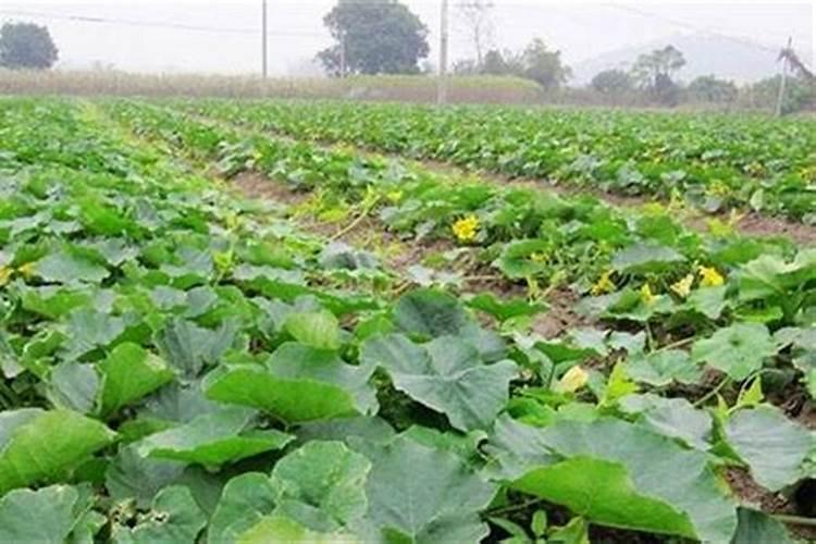 葡萄树施什么肥料最好