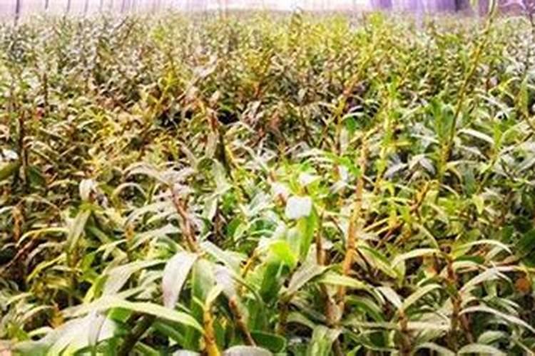 铁皮石斛用什么肥料好 怎么施肥