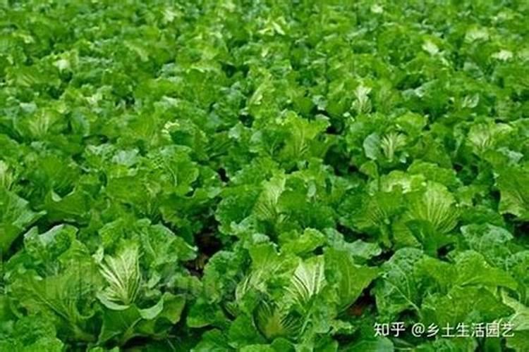 大白菜使用芸苔素内酯的技术和注意事项是什么？