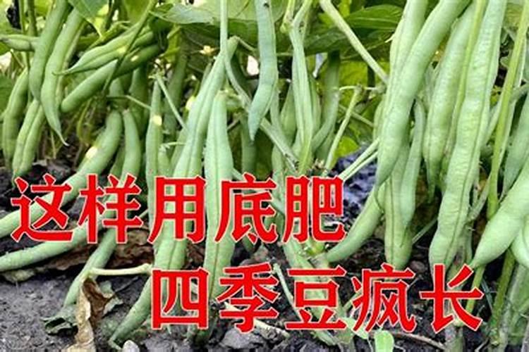 四季豆在花期能使用能百旺叶面肥吗？