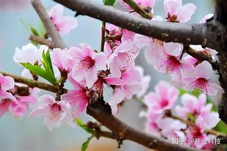 生姜种子如何消毒