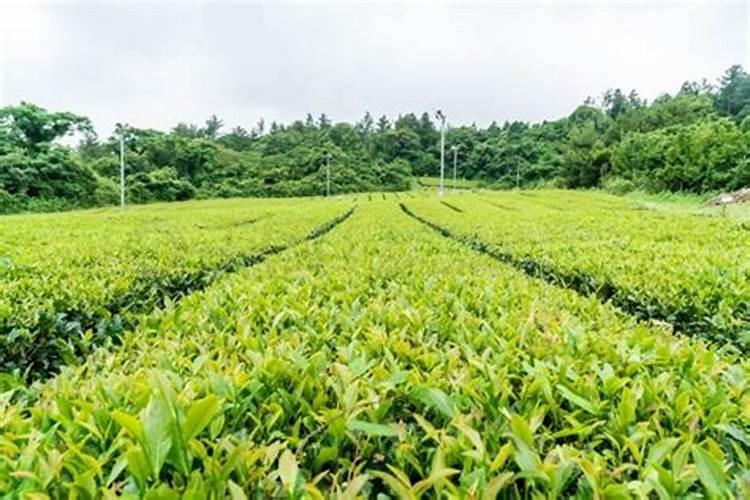 茶树底肥放什么肥好(底肥施用方法)